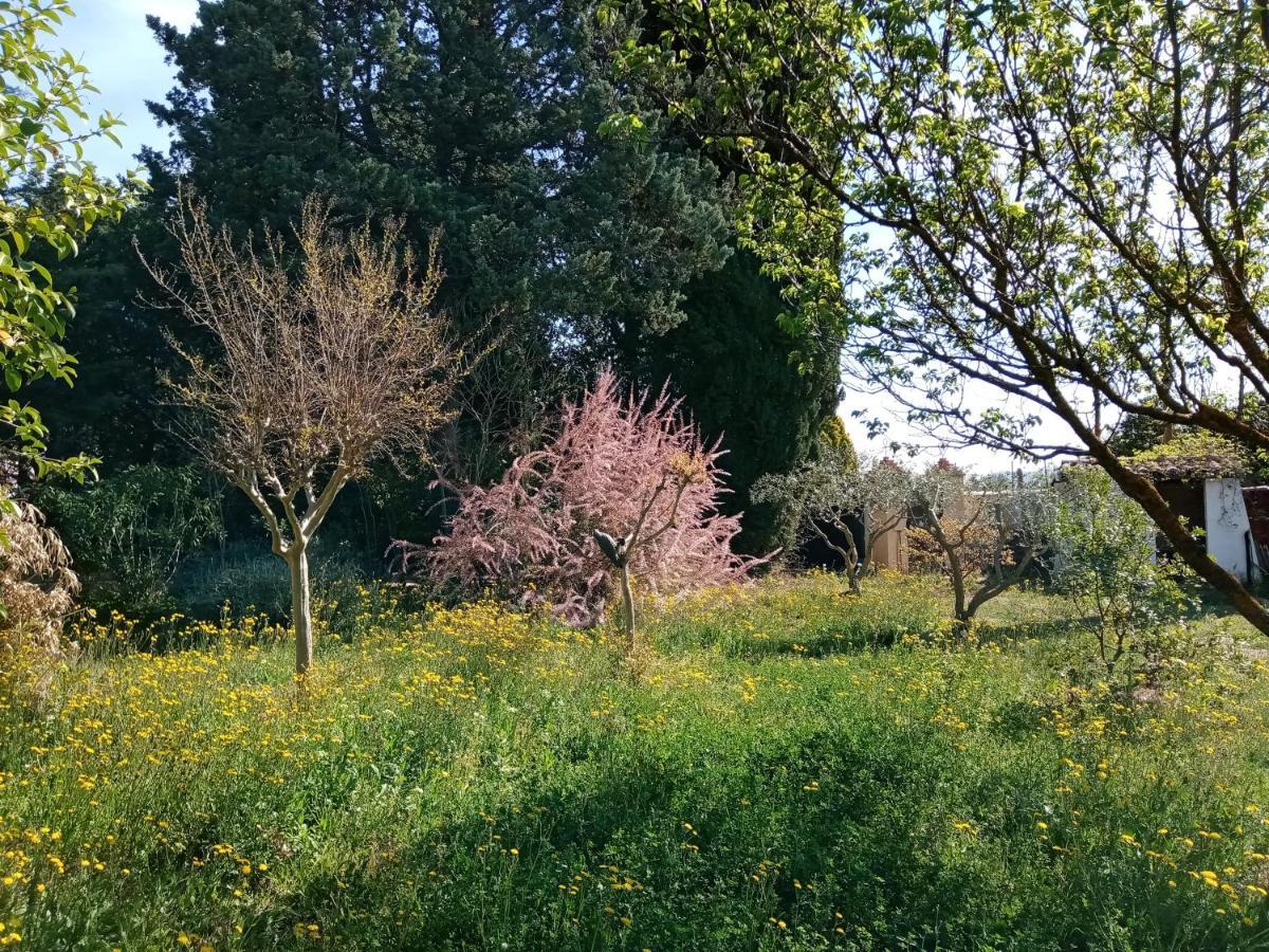 Au Mas Saint Pierre Hotel Pignans Eksteriør billede