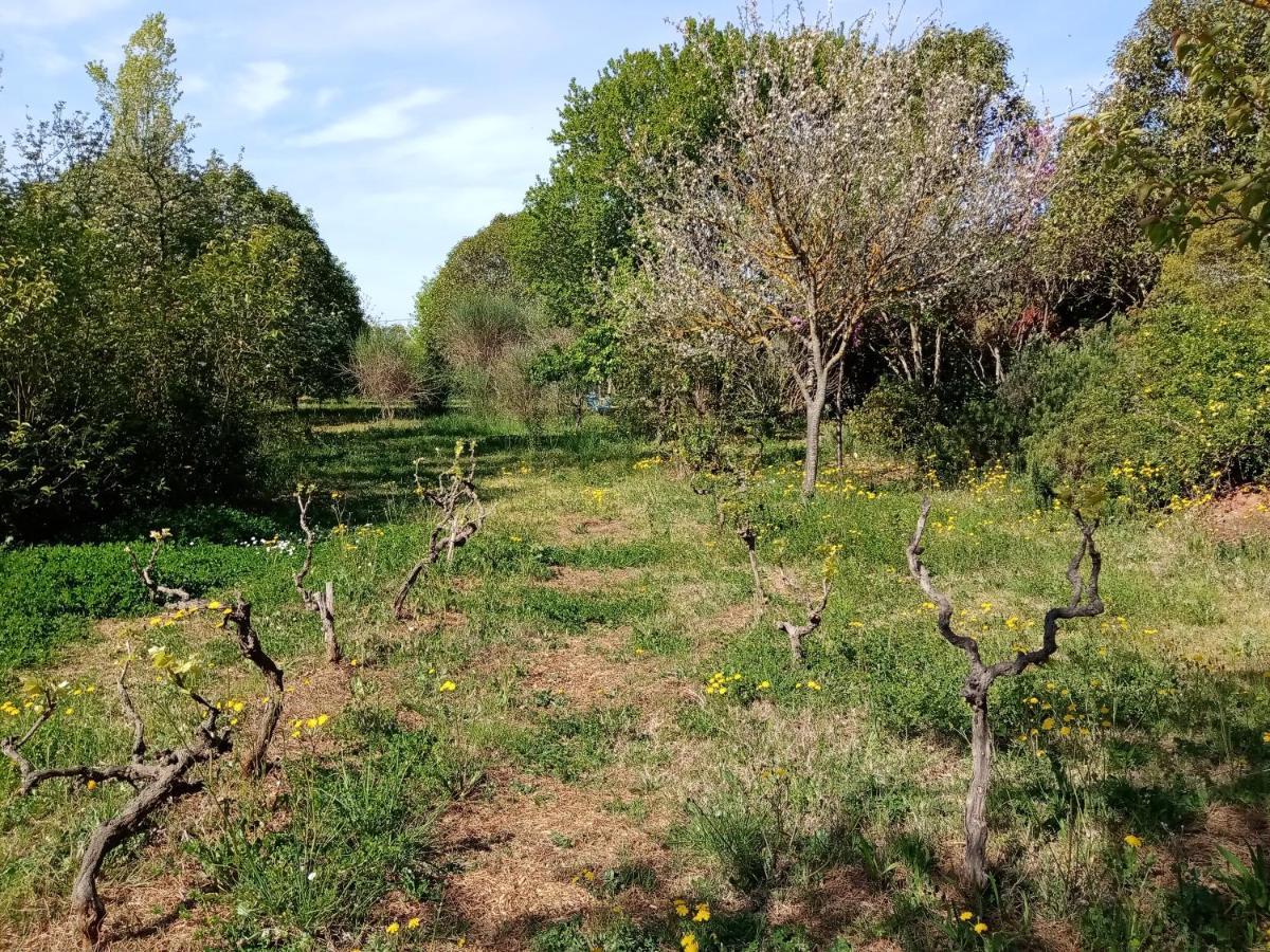 Au Mas Saint Pierre Hotel Pignans Eksteriør billede